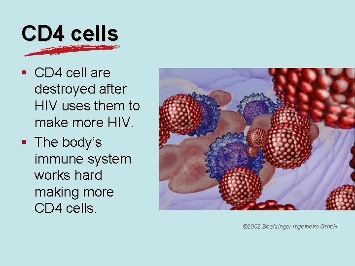 CD 4 cells § CD 4 cell are destroyed after HIV uses them to