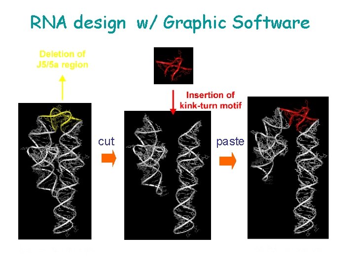 RNA design w/ Graphic Software cut paste 