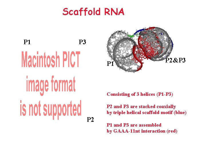Scaffold RNA P 1 P 3 P 1 P 2&P 3 Consisting of 3