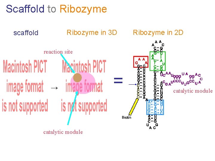 Scaffold to Ribozyme in 3 D scaffold Ribozyme in 2 D reaction site →