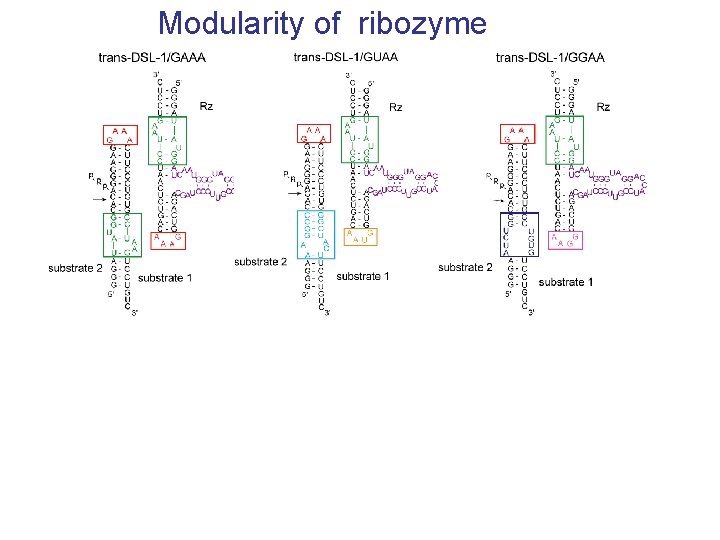 Modularity of ribozyme 