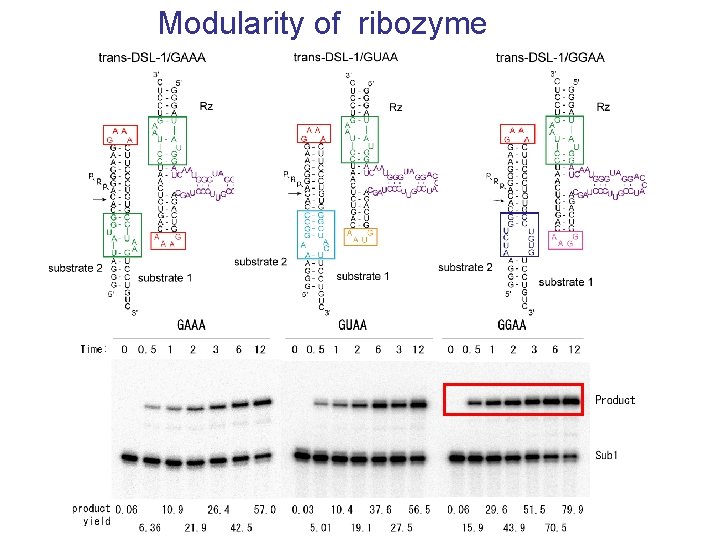 Modularity of ribozyme 