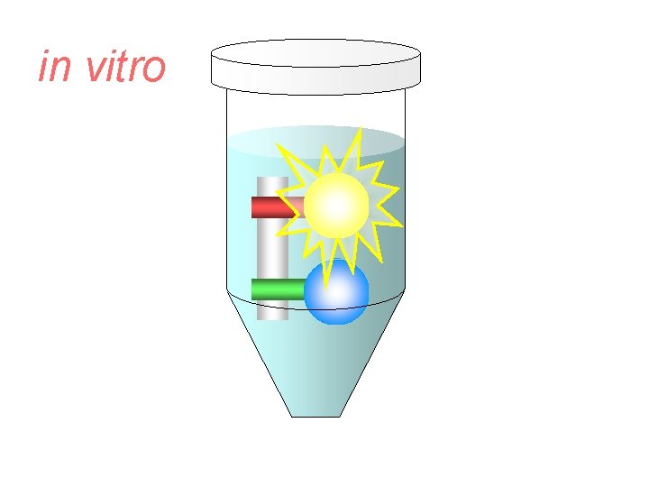 in vitro 