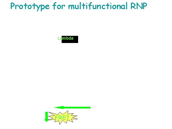 Prototype for multifunctional RNP ~ 5 nm Lambda FRET 