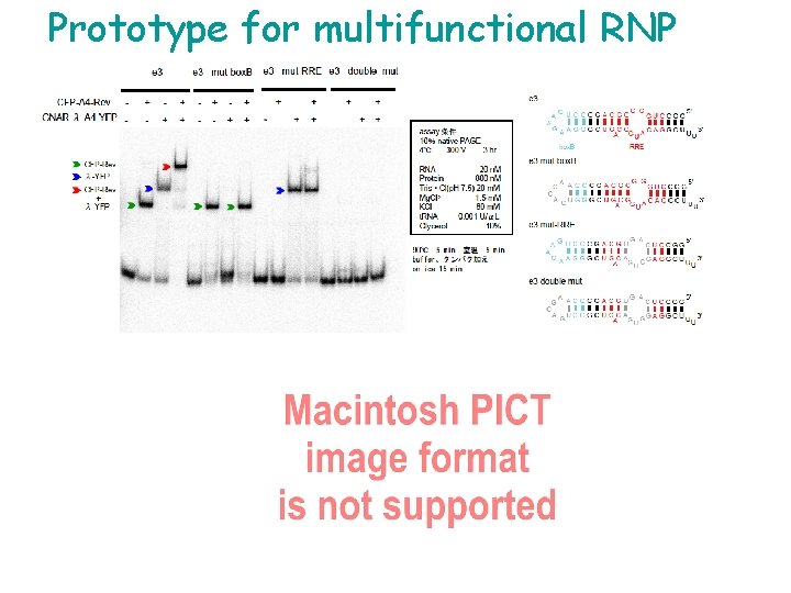 Prototype for multifunctional RNP 