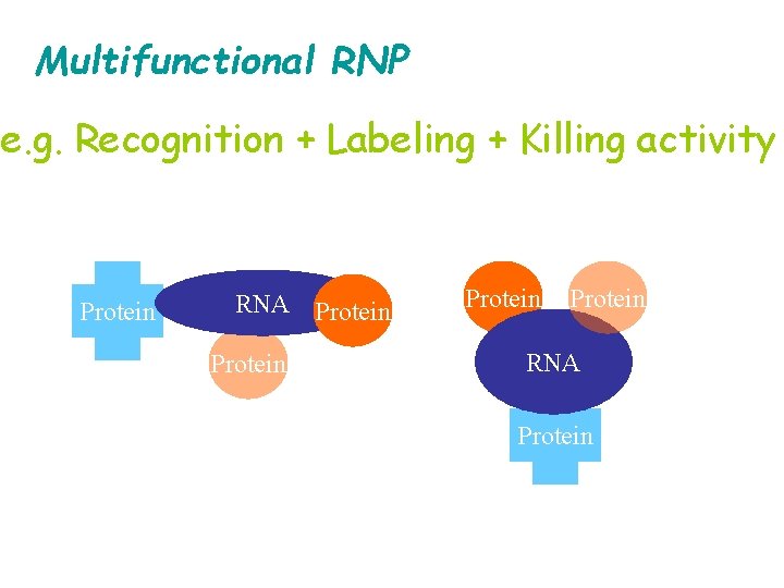 Multifunctional RNP e. g. Recognition + Labeling + Killing activity Protein RNA Protein 