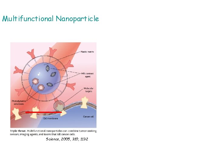 Multifunctional Nanoparticle Science, 2005, 310, 1132 