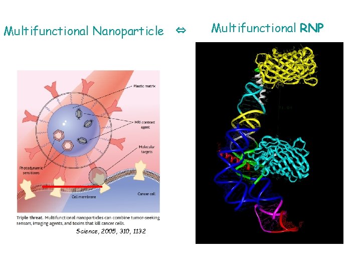 Multifunctional Nanoparticle ⇔ Science, 2005, 310, 1132 Multifunctional RNP 