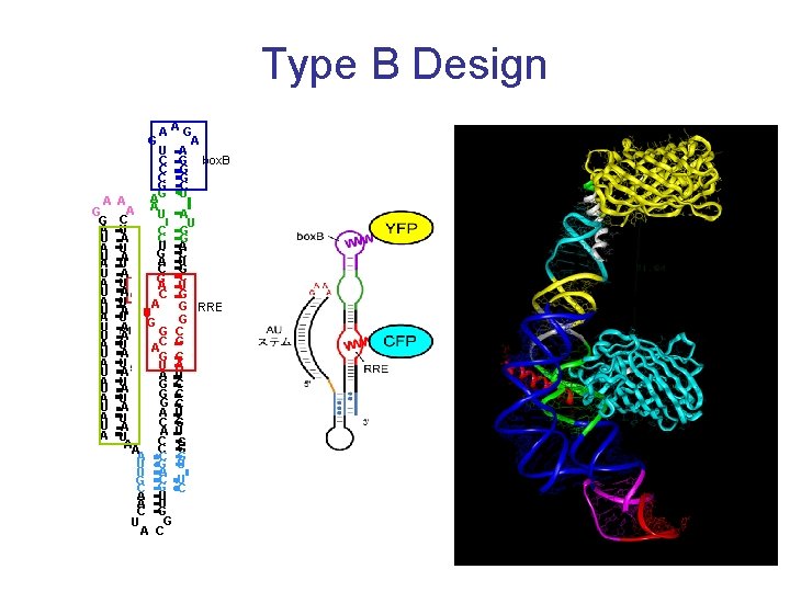 Type B Design G A G G A U A U A U A