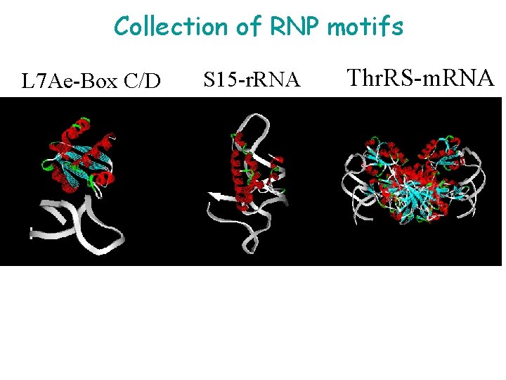 Collection of RNP motifs L 7 Ae-Box C/D S 15 -r. RNA Thr. RS-m.