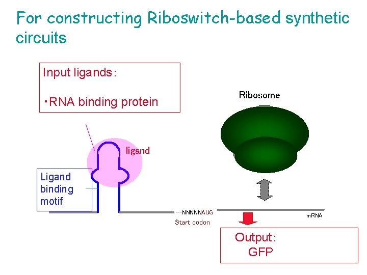 For constructing Riboswitch-based synthetic circuits Input ligands： Ribosome ・RNA binding protein ligand Ligand binding