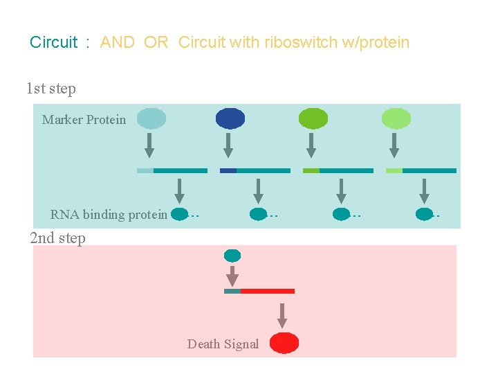 Circuit : AND OR Circuit with riboswitch w/protein 1 st step Marker Protein RNA