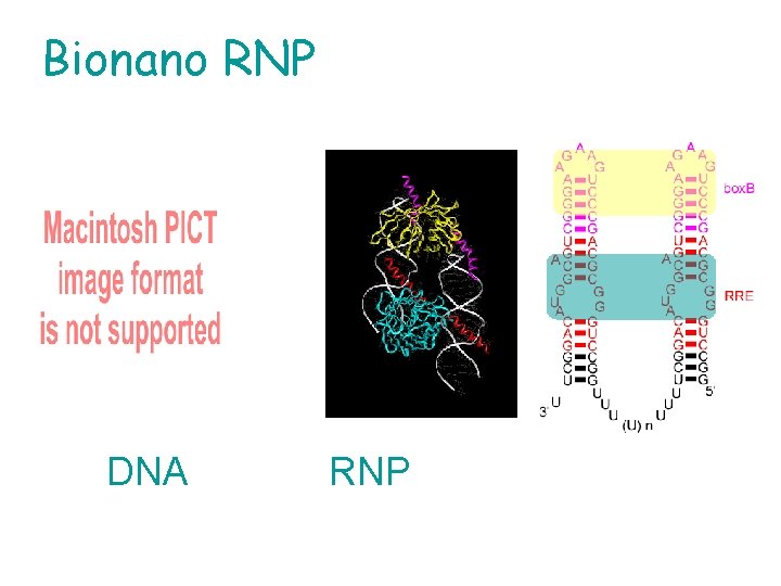 Bionano RNP DNA 　　　　　RNP 