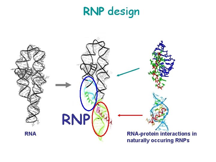 RNP design RNP RNA-protein interactions in naturally occuring RNPs 