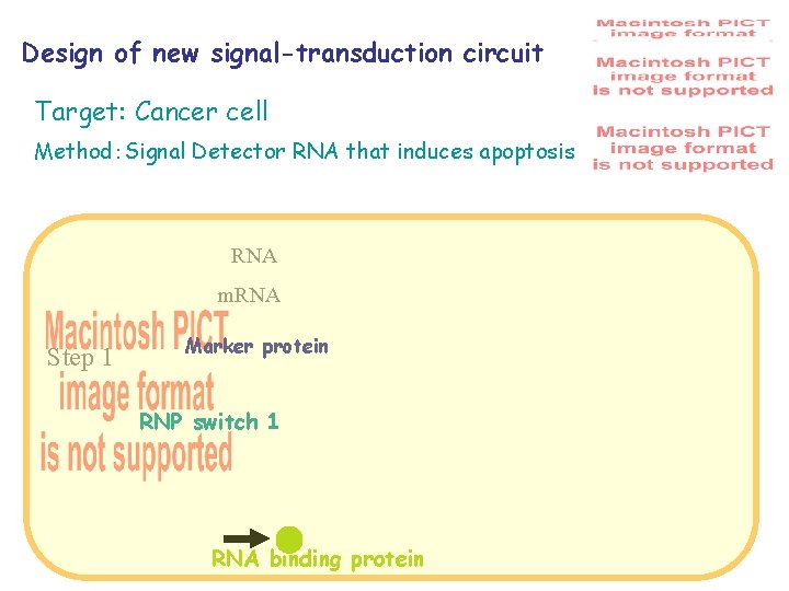 Design of new signal-transduction circuit Target: Cancer cell Method：Signal Detector RNA that induces apoptosis