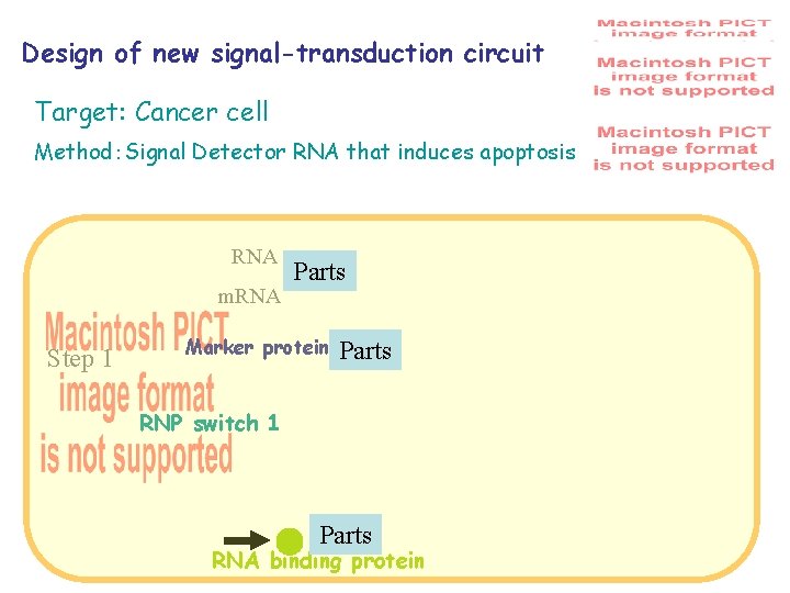 Design of new signal-transduction circuit Target: Cancer cell Method：Signal Detector RNA that induces apoptosis
