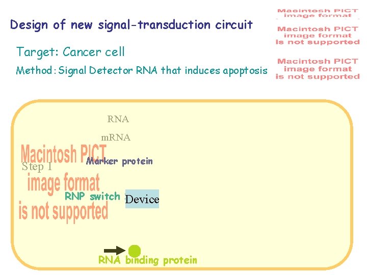 Design of new signal-transduction circuit Target: Cancer cell Method：Signal Detector RNA that induces apoptosis