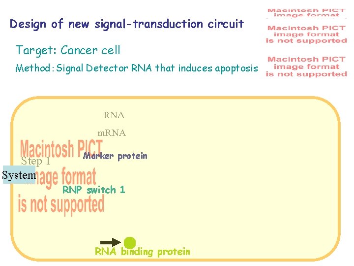 Design of new signal-transduction circuit Target: Cancer cell Method：Signal Detector RNA that induces apoptosis