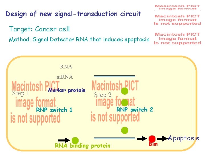 Design of new signal-transduction circuit Target: Cancer cell Method：Signal Detector RNA that induces apoptosis