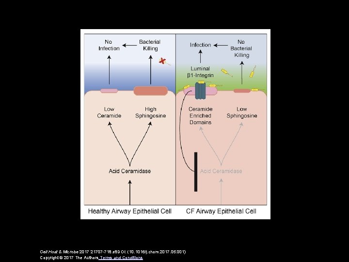 Cell Host & Microbe 2017 21707 -718. e 8 DOI: (10. 1016/j. chom. 2017.