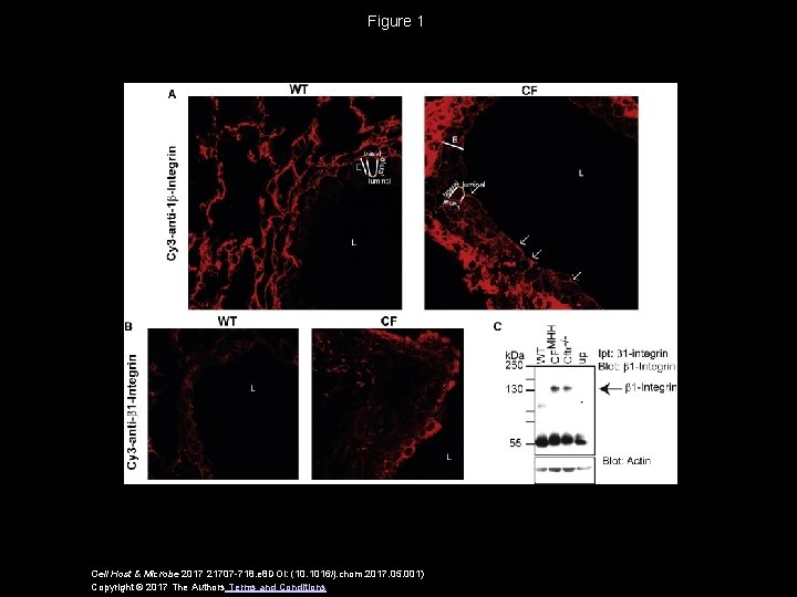 Figure 1 Cell Host & Microbe 2017 21707 -718. e 8 DOI: (10. 1016/j.