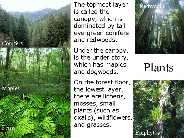 Conifers The topmost layer is called the canopy, which is dominated by tall evergreen