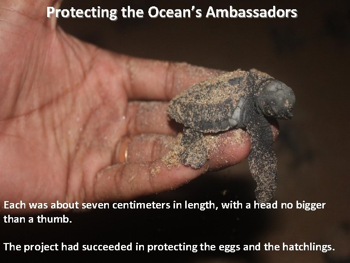 Protecting the Ocean’s Ambassadors Each was about seven centimeters in length, with a head