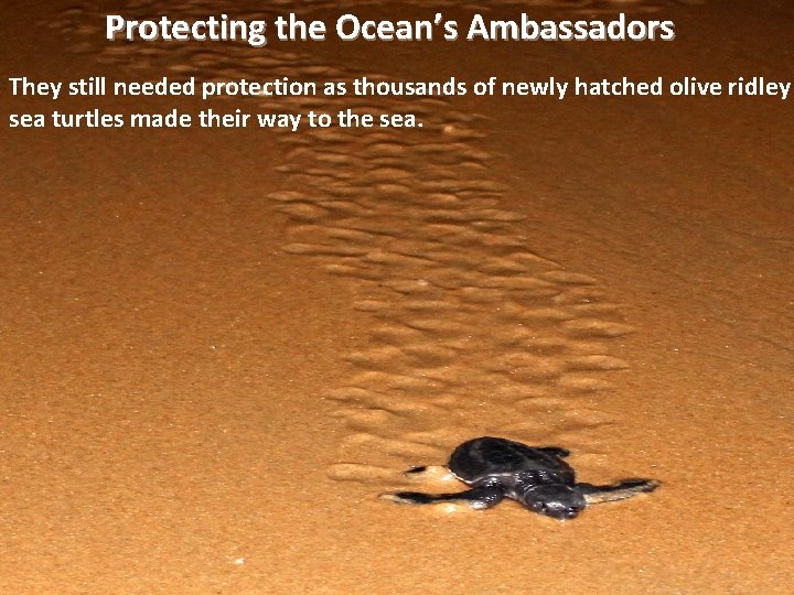 Protecting the Ocean’s Ambassadors They still needed protection as thousands of newly hatched olive