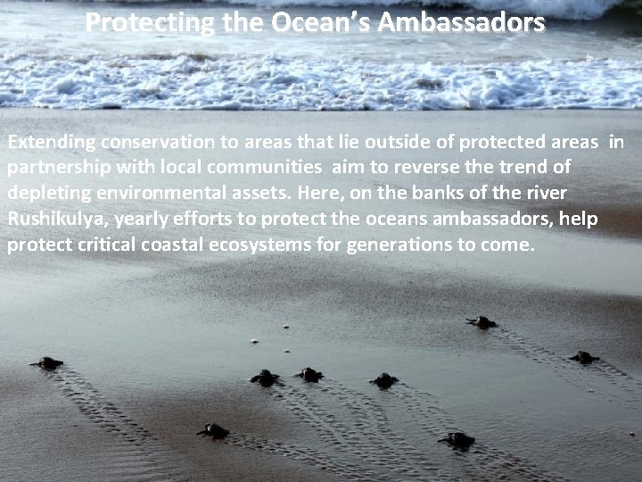 Protecting the Ocean’s Ambassadors Extending conservation to areas that lie outside of protected areas