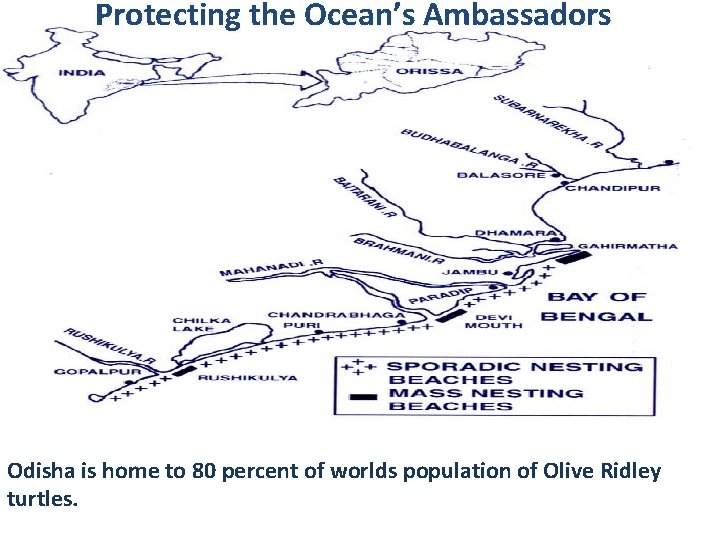 Protecting the Ocean’s Ambassadors Odisha is home to 80 percent of worlds population of