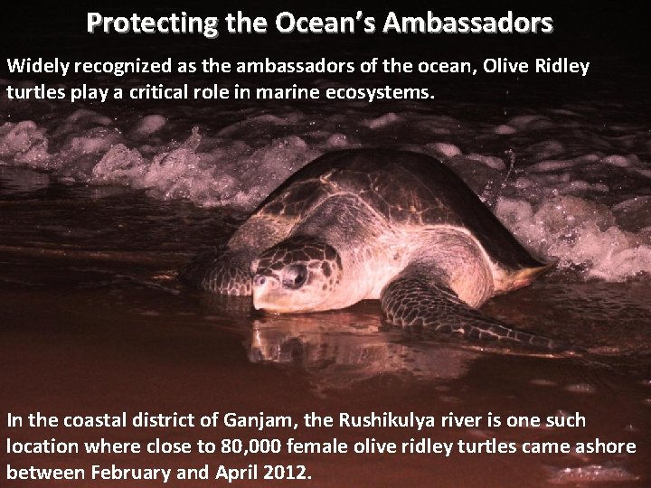 Protecting the Ocean’s Ambassadors Widely recognized as the ambassadors of the ocean, Olive Ridley