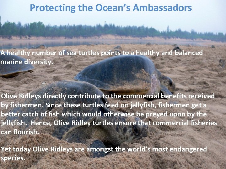 Protecting the Ocean’s Ambassadors A healthy number of sea turtles points to a healthy