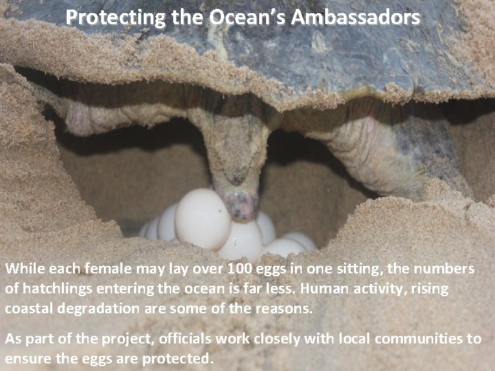 Protecting the Ocean’s Ambassadors While each female may lay over 100 eggs in one