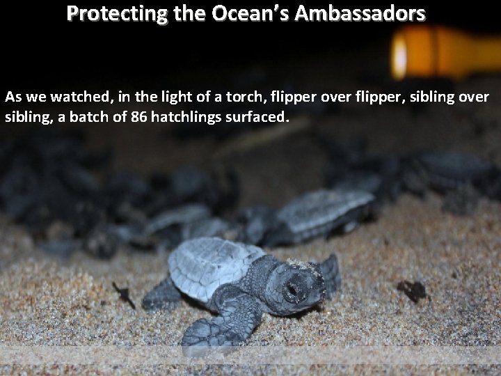 Protecting the Ocean’s Ambassadors As we watched, in the light of a torch, flipper