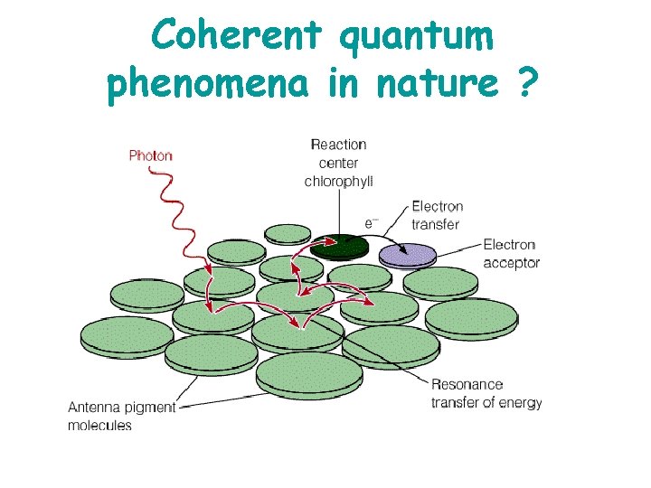 Coherent quantum phenomena in nature ? 