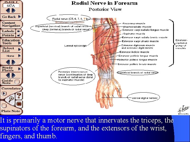 It is primarily a motor nerve that innervates the triceps, the supinators of the