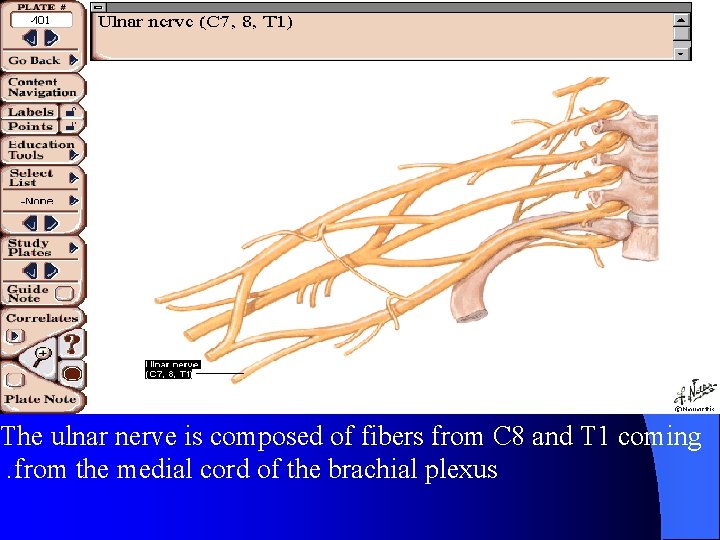 The ulnar nerve is composed of fibers from C 8 and T 1 coming