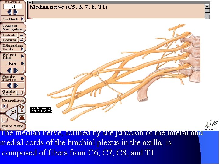 The median nerve, formed by the junction of the lateral and medial cords of