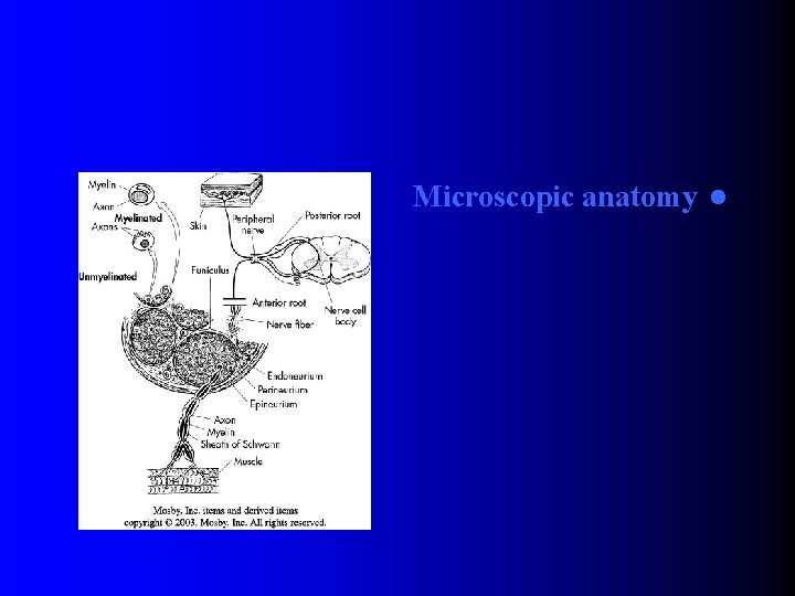 Microscopic anatomy l 