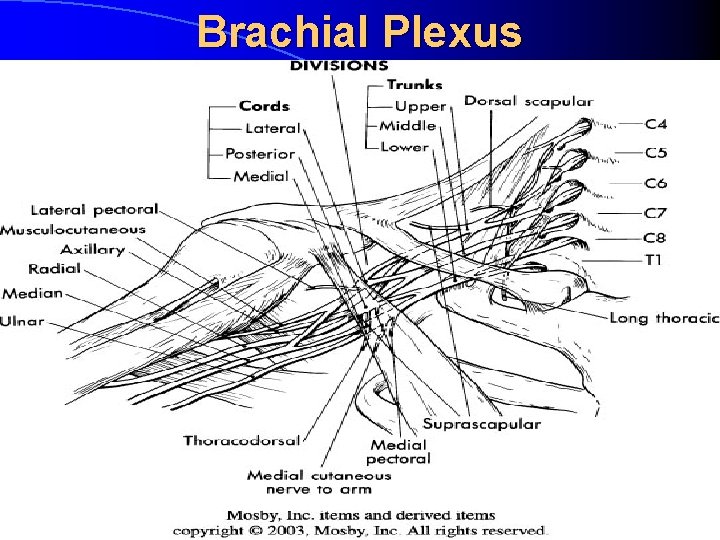 Brachial Plexus 