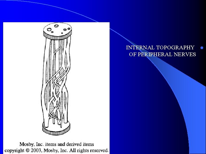 INTERNAL TOPOGRAPHY l OF PERIPHERAL NERVES 