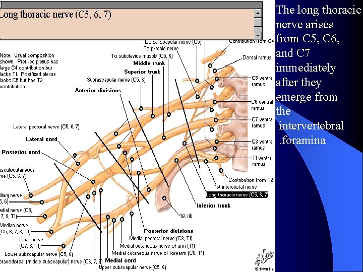 The long thoracic nerve arises from C 5, C 6, and C 7 immediately