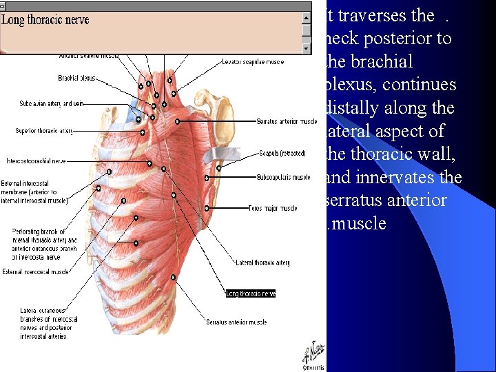 It traverses the . neck posterior to the brachial plexus, continues distally along the