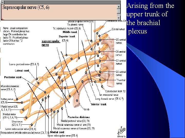 Arising from the upper trunk of the brachial plexus 