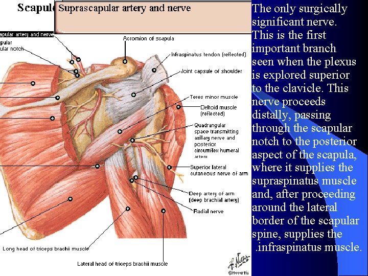 The only surgically significant nerve. This is the first important branch seen when the
