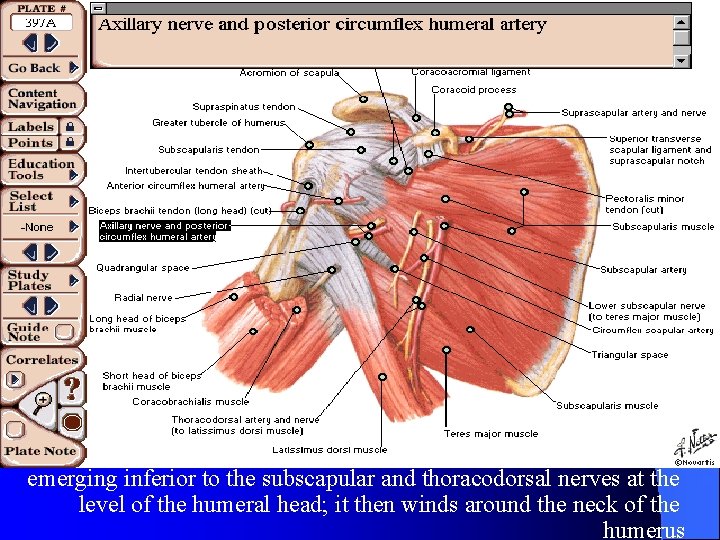 emerging inferior to the subscapular and thoracodorsal nerves at the l level of the