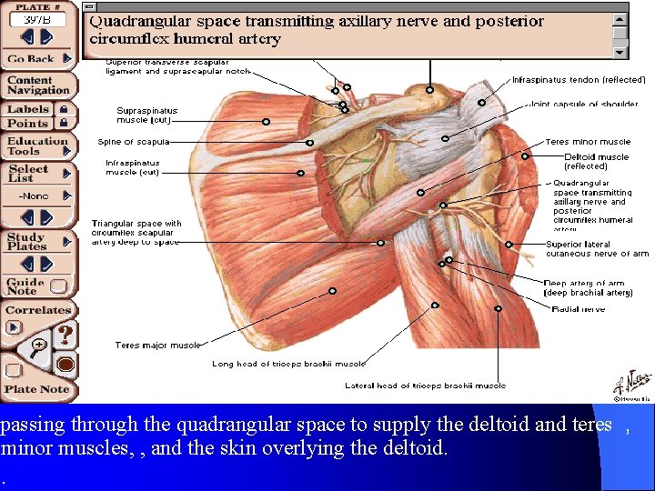 passing through the quadrangular space to supply the deltoid and teres , minor muscles,