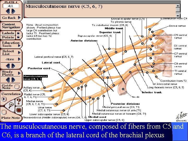 The musculocutaneous nerve, composed of fibers from C 5 and C 6, is a