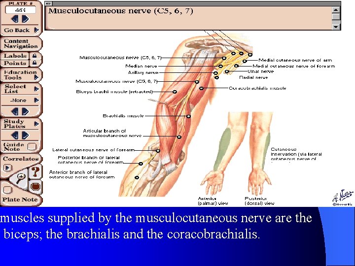 muscles supplied by the musculocutaneous nerve are the biceps; the brachialis and the coracobrachialis.