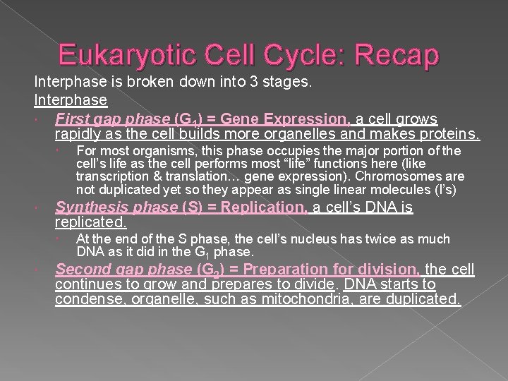 Eukaryotic Cell Cycle: Recap Interphase is broken down into 3 stages. Interphase First gap